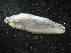 250px-Fasciola_hepatica