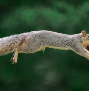 Чи пам’ятають білки, де саме вони закопали свої горіхи?