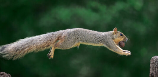 Чи пам’ятають білки, де саме вони закопали свої горіхи?