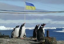Українські вчені досліджуватимуть розповсюдження силіконів в Антарктиці